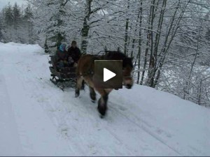 horse