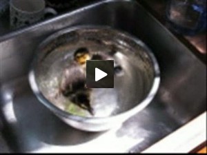 Duckling
