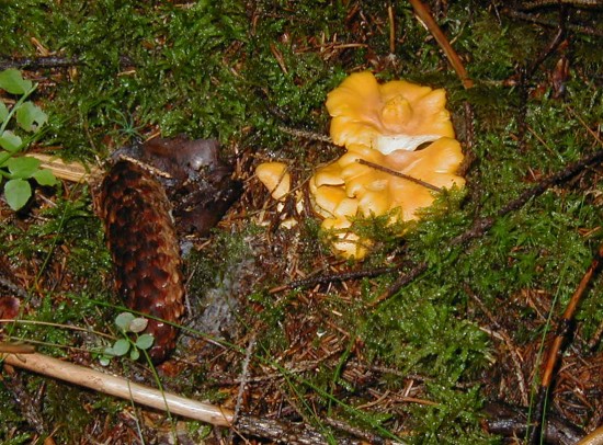 Chanterelles