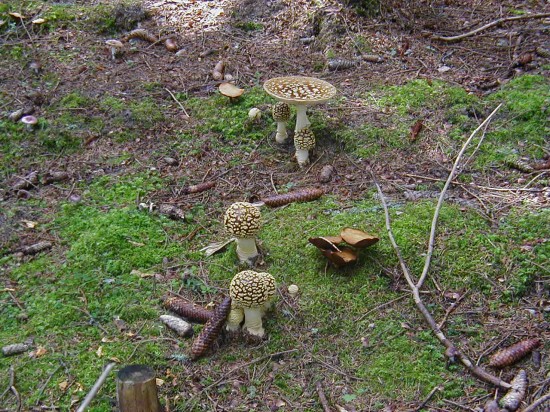 Amanita