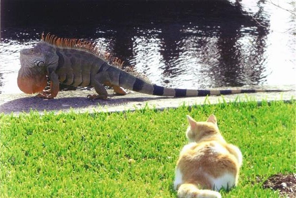 Iguana