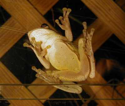 Florida frog