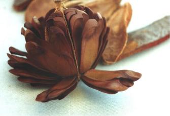 Mahogany seeds